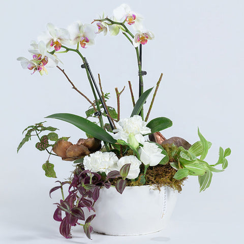 Live Planters